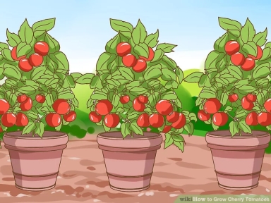 Grow-Cherry-Tomatoes-Step-6-Version-2.jpg
